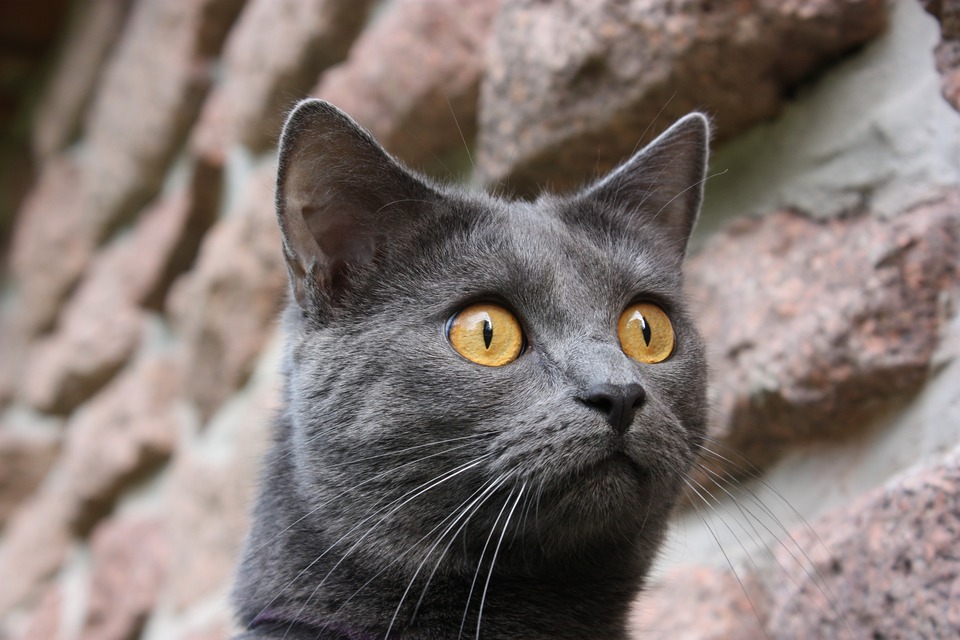 Kartezianinės katės dažnai painiojamos su Britų katėmis. Tačiau jos turi tik mėlyną kailio atspalvį, nosis tiesi, o galva telpa į trapeciją, o ne į apskritimą kaip Britams.